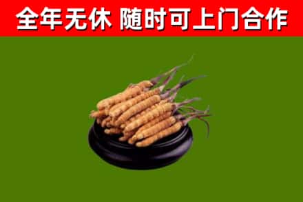 滨海新区回收散虫草
